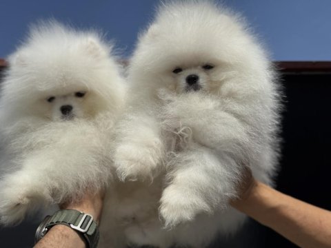 Petmode köpek çiftliğinden  sçr li pomeranian 