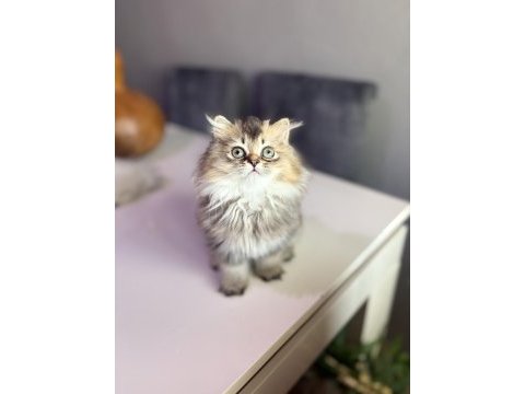 British longhair kedisi