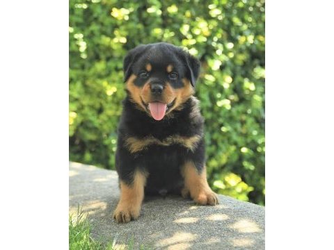 Rottweiler bebekler kapınıza kadar teslim ediyoruz