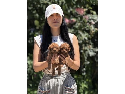 Aşılı çiş eğitimli toy poodle bebekler 
