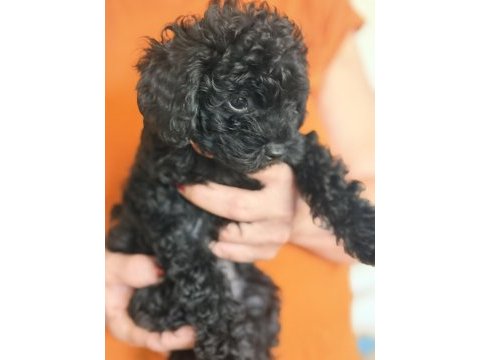Safkan asil siyah toy poodle yavrular