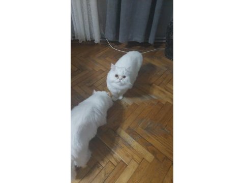 İran kedileri 4 tane