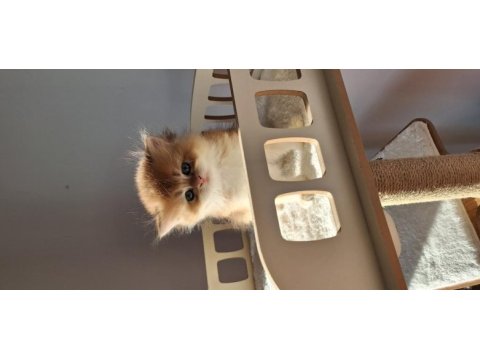 Şecereli safkan golden longhair british yavru dişi erkek