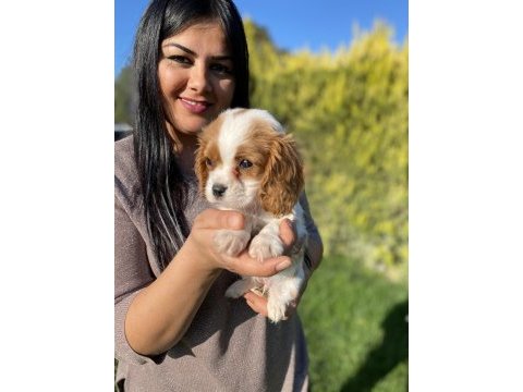Sağlık ve ırk garantili cavalier king charles yavrularım