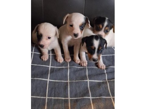 Jack russell yavru