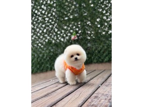 Sağlık ve ırk garantili pomeranian