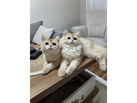 İki erkek kardeş kedimiz yeni yuvalarını arıyor