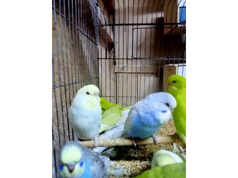 Sahibinden çekoslovak muhabbet kuşları