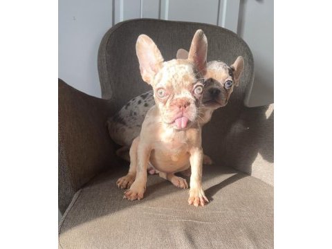 Exotic french bulldog renk yavrularım