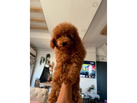 Erkek toy poodle