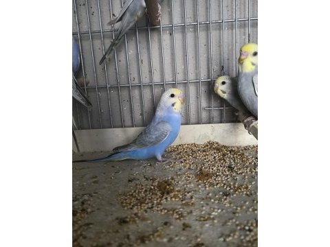 Rainbow muhabbet kuşu yeni yeme düşmüş yavrular