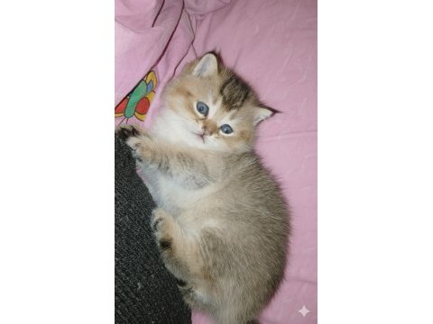 Golden panda british shorthair yavrum yeni yuvasını arıyor