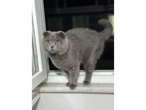 2 yaşında scottish fold
