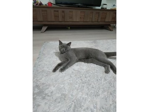 British shorthair 1 yaşında kedimiz