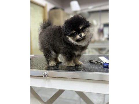 Black tan muazzam renk ve tüy yapısı pomeranian