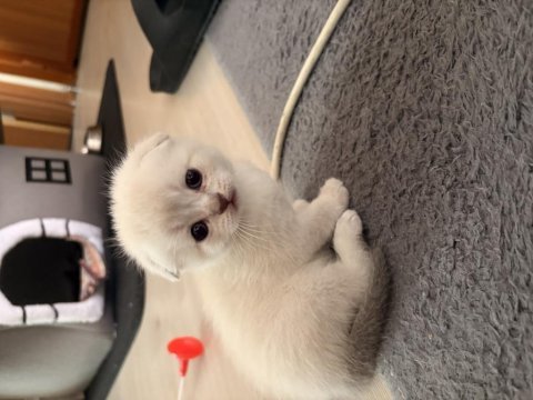 1.5 aylık yavru british ve scottish fold yavrular