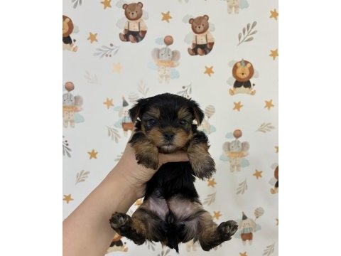 Kore surat yorkshire terrier bebeklerimiz
