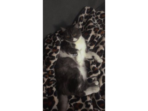 British shorthair 2 buçuk yasinda dişi kedi kısır değil