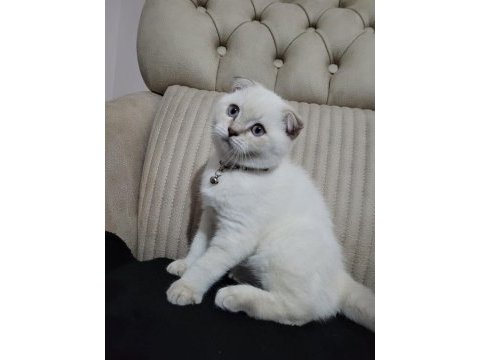 2.5 aylık erkek safkan scottish fold blue point