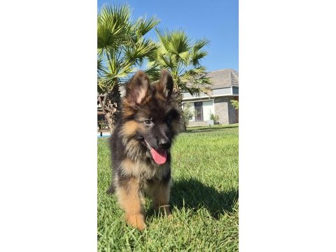 Ruhsatlı köpek çiftliğinden alman kurdu yavruları