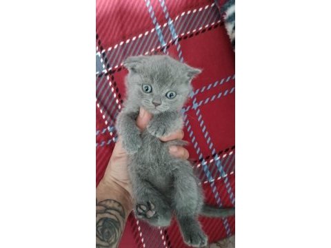 İzmir scottish fold kedimiz