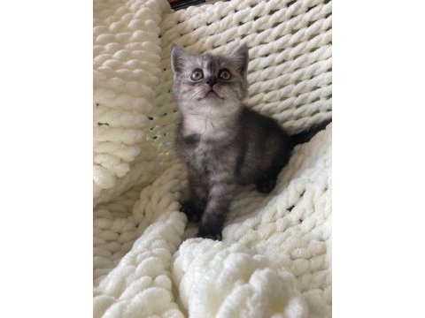 British shorthair yavru kedim