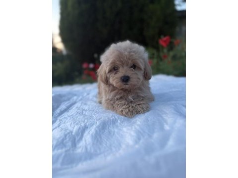 Maltipoo karamel