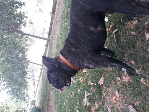 Köpeğim pablo için dişi arıyorum