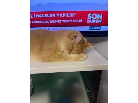 10 aylık full şecereli ny12 british shorthair