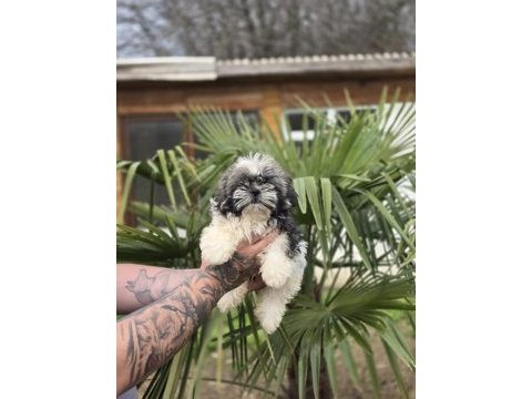 Aşılı sağlıklı shih tzu yavrular