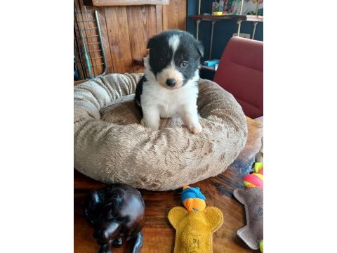 Border collie bebekler için acele edin