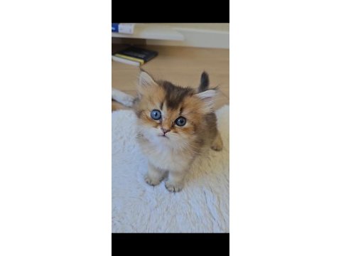 Yumuşacık british longhair bebeklerim