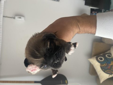 İşlerim yoğun olduğum için pekinez köpeğimi veriyorum
