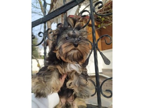 Yorkshire terrier ve biweryork yavrular
