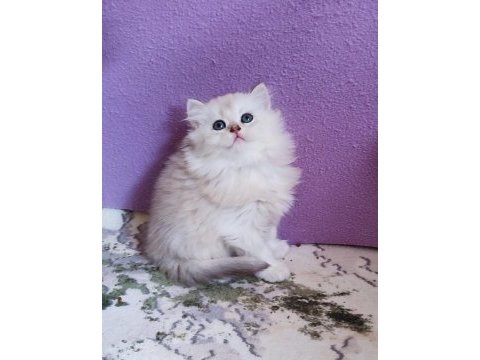British longhair prenses