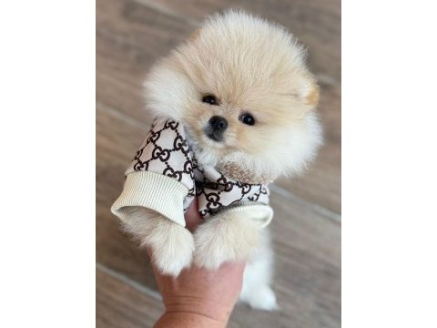 Boo garantili yavrularımız 
