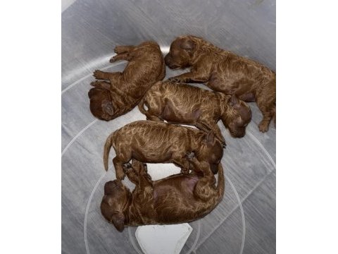 Kilo ve sağlık garantili poodle bebekler