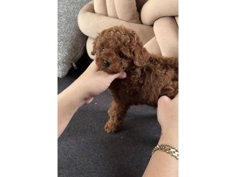 Toy poodle köpeği