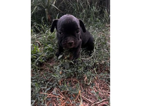 Sevimli french bulldog yavrularımız