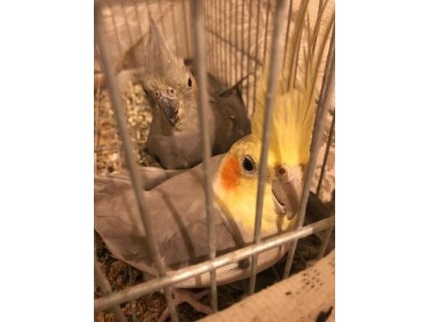 Çift sultan grey