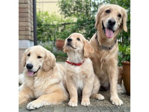 Sevimli golden retriever yavruları