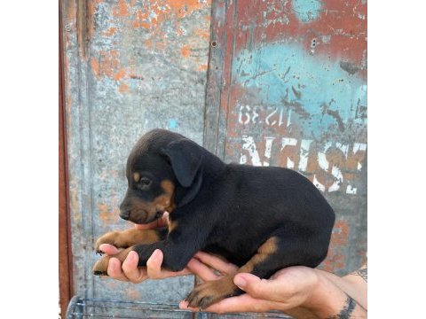 Yavru doberman yavrularımız