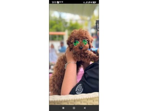 9 aylık poodle tüm aşıları kontrolleri yapıldı