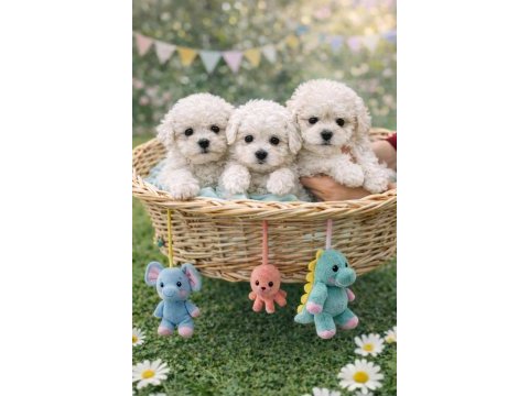 Beyaz bulut bichon frise bebekler