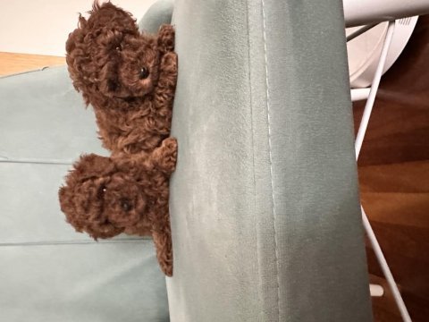 Teslime hazır prenses poodle köpekler