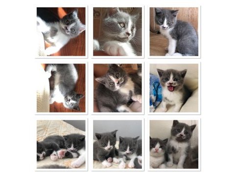 Yavrularıma yeni yuvasını arıyorum scottish fold