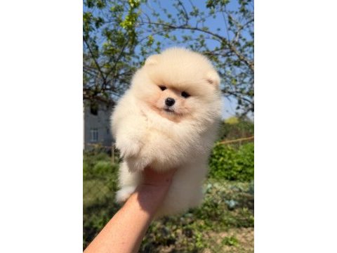 Sağlık ve ırk garantili pomeranian yavru