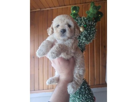Dişi erkek maltipoo bebekler