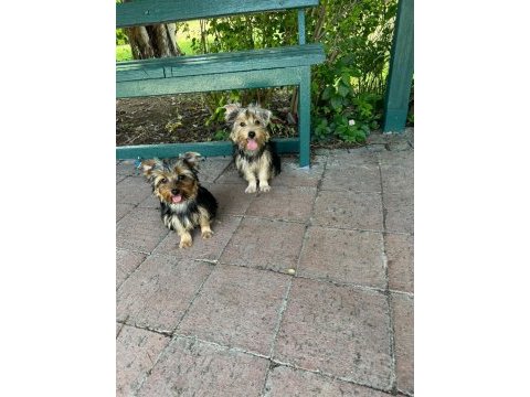 Yorkshire terrier yavrularımız