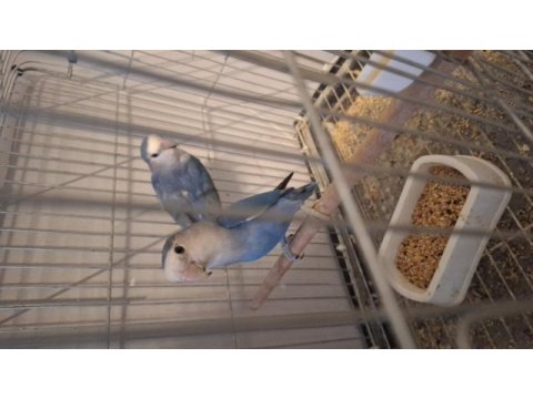 Sevda papağanı yavru aldığım kuşlar satılık